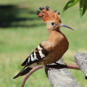 The hoopoe, a sacred bird of the ancient world.